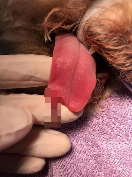 Dog Owners Allegedly Demand RM66,600 From Groomers After Its Tongue Was Accidentally Snipped - WORLD OF BUZZ 3