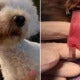Dog Owners Allegedly Demand Rm66,600 From Groomers After Its Tongue Was Accidentally Snipped - World Of Buzz