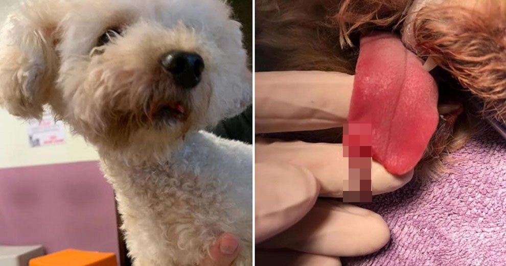Dog Owners Allegedly Demand Rm66,600 From Groomers After Its Tongue Was Accidentally Snipped - World Of Buzz