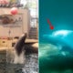 Baby Dolphin That'S Only 9 Days Old Dies While Being Forced To Perform For Crowd - World Of Buzz