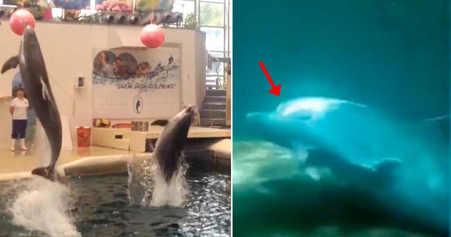 Baby Dolphin That's Only 9 Days Old Dies While Being Forced to Perform for Crowd - WORLD OF BUZZ