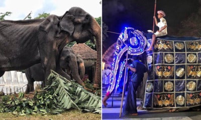 70Yo Frail &Amp; Weak Elephant Forced To Walk In Parade - World Of Buzz