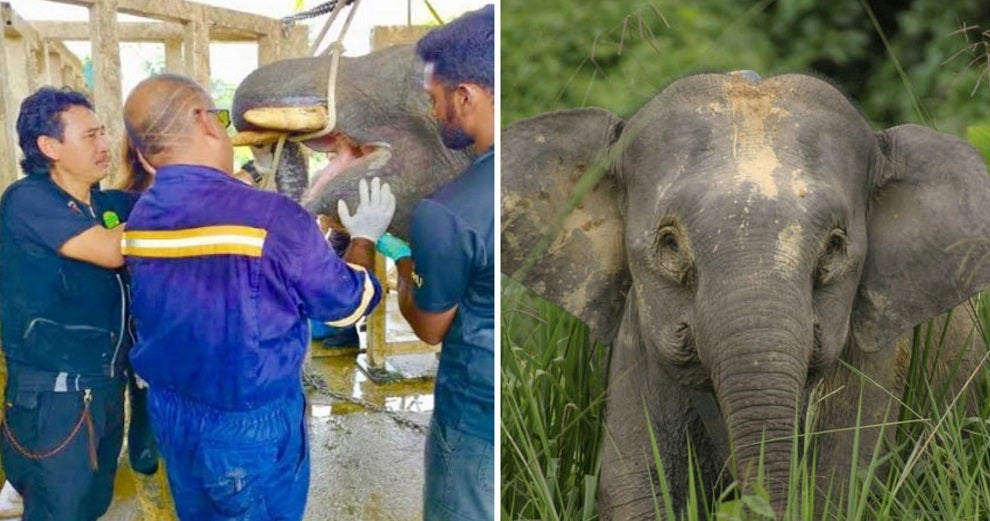 endangered elephant in sabah put out of misery after it failed to heal from jaw injury likely caused by vehicle world of buzz 3