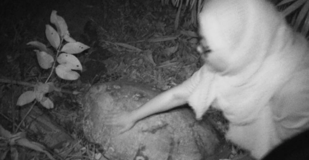 Endangered Hawkbill Turtles Losing Their Nesting Grounds In Melaka - World Of Buzz 2