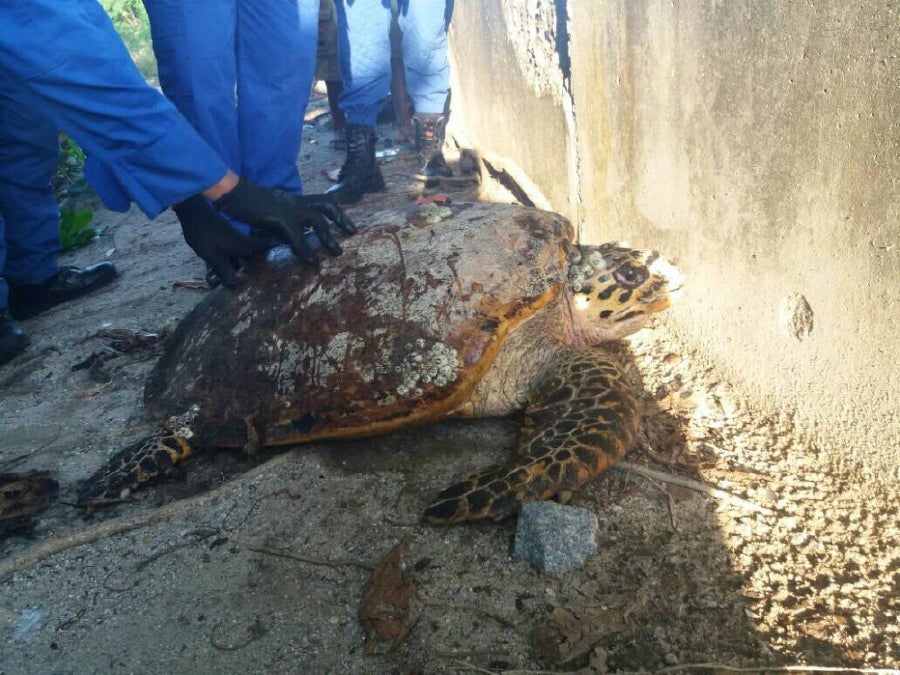 Endangered Hawkbill Turtles Losing Their Nesting Grounds In Melaka - WORLD OF BUZZ 3