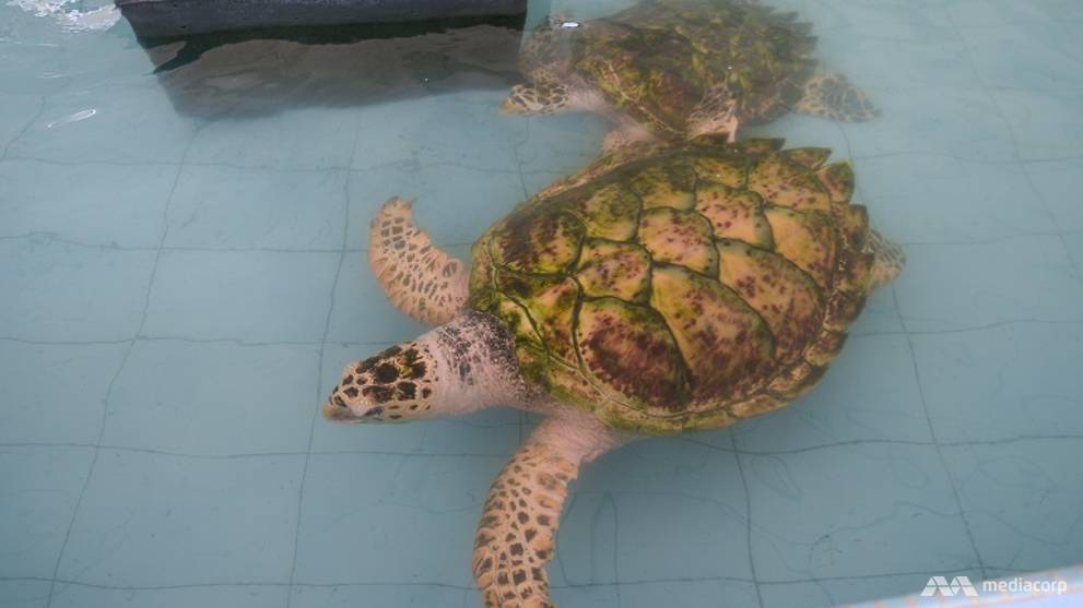 Endangered Hawkbill Turtles Losing Their Nesting Grounds In Melaka - World Of Buzz 4