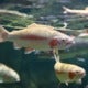 &Quot;Fishes In Our River Are Turning 'Gay' Because Of A New Pollutant,&Quot; Says M'Sian Professor - World Of Buzz