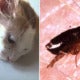 16Yo Girl Dies From Blood Infection After Getting Bitten By Fleas Believed To Be From Cats Bit Her - World Of Buzz