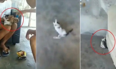 Teens Go Viral For Feeding Alcohol To Helpless Kitten In Instagram Video - World Of Buzz