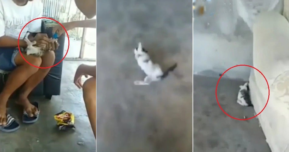 Teens Go Viral For Feeding Alcohol To Helpless Kitten In Instagram Video - World Of Buzz