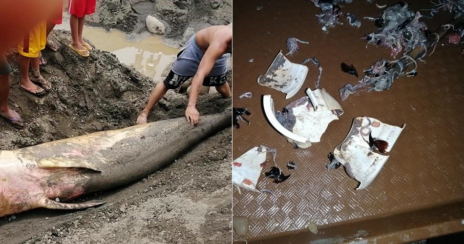 Rare Pygmy Whale Was Found Dead On Beach With Its Belly Filled With Plastic - World Of Buzz
