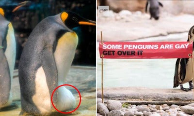 Gay Penguin Couple Adopts Abandoned Egg &Amp; Plans To Hatch It As Their Own - World Of Buzz