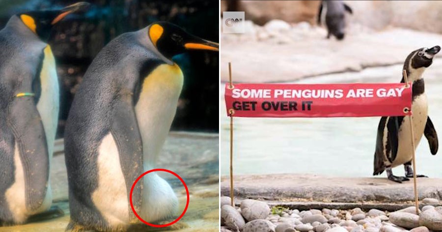 Gay Penguin Couple Adopts Abandoned Egg & Plans to Hatch it As Their Own - WORLD OF BUZZ