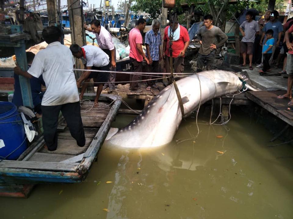 Giant Whale Shark Landed In Johor, Netizens Shocked At Sheer Size Of The Fish - World Of Buzz 1