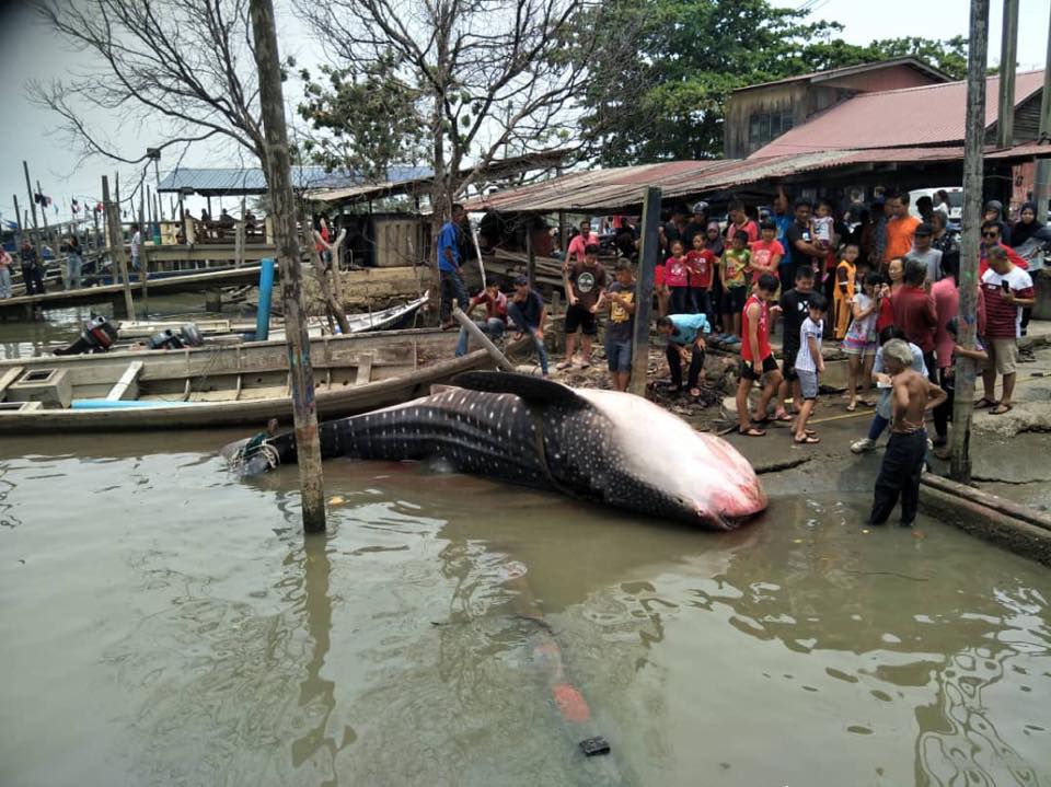 Giant Whale Shark Landed In Johor, Netizens Shocked At Sheer Size Of The Fish - World Of Buzz 2