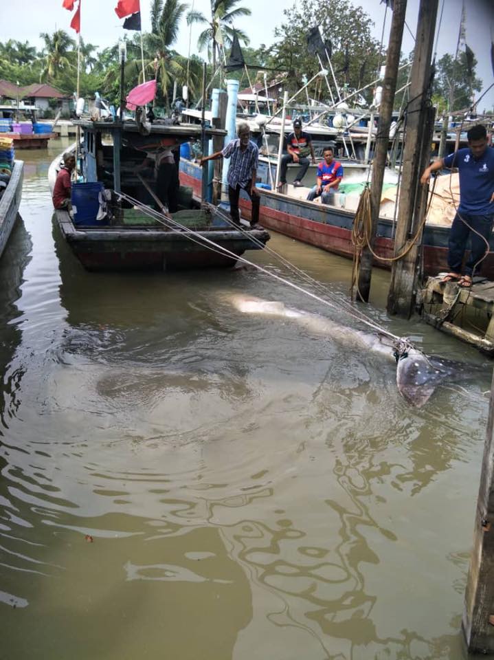 Giant Whale Shark Landed In Johor, Netizens Shocked At Sheer Size Of The Fish - WORLD OF BUZZ 4