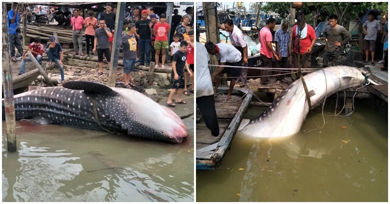 Giant Whale Shark Landed In Johor, Netizens Shocked At Sheer Size Of The Fish - World Of Buzz 7