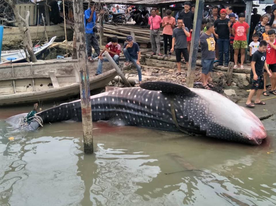 Giant Whale Shark Landed In Johor, Netizens Shocked At Sheer Size Of The Fish - World Of Buzz