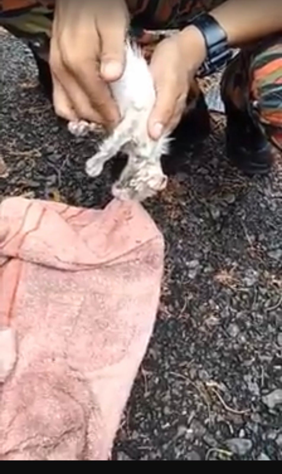 Kedah Firefighter Goes Viral After Resurrecting Drowning Kitten Back To Life in Disastrous Lekima Thunderstorm - WORLD OF BUZZ 1