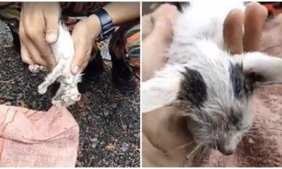 Kedah Firefighter Goes Viral After Resurrecting Drowning Kitten Back To Life In Disastrous Lekima Thunderstorm - World Of Buzz 4