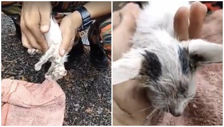 Kedah Firefighter Goes Viral After Resurrecting Drowning Kitten Back To Life In Disastrous Lekima Thunderstorm - World Of Buzz 4