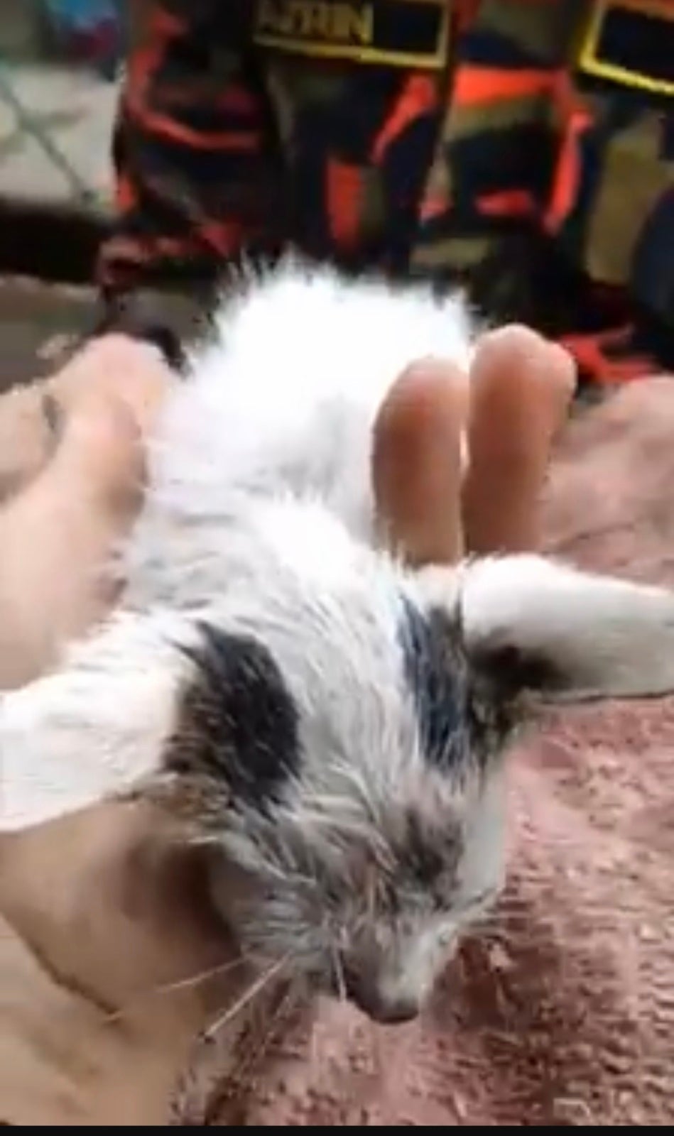 Kedah Firefighter Goes Viral After Resurrecting Drowning Kitten Back To Life in Disastrous Lekima Thunderstorm - WORLD OF BUZZ