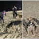 Kind Muslims Feed Stray Dogs During Picnic At Pd Beach Although They Cannot Touch Them - World Of Buzz 7