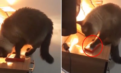 Couple Kept On Waking Up Late, Turns Out Their Cat Has Been Turning Off Their Alarm - World Of Buzz