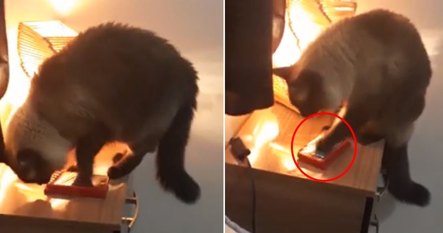 Couple Kept On Waking Up Late, Turns Out Their Cat Has Been Turning Off Their Alarm - WORLD OF BUZZ