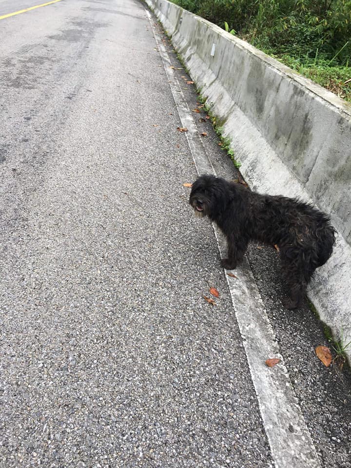 Loyal Doggo Walks 21km & Waits At Same Spot Where Former Owner Abandoned Him - WORLD OF BUZZ 6