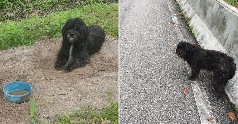 Loyal Doggo Walks 21km & Waits At Same Spot Where Former Owner Abandoned Him - WORLD OF BUZZ 9