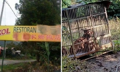 Malaysian Man Exposes Negeri Sembilan Restaurant Killing &Amp; Selling Dog Meat Illegally - World Of Buzz