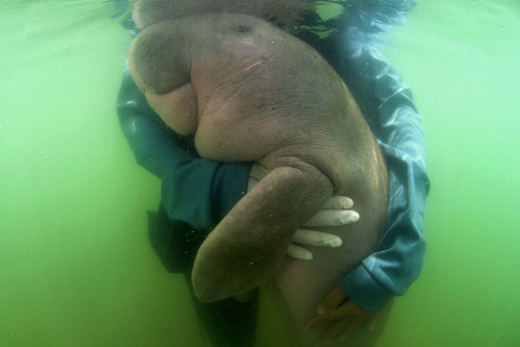 Mariam, Thailand's Beloved Baby Dugong Dies From Plastic In Her Stomach - WORLD OF BUZZ 1