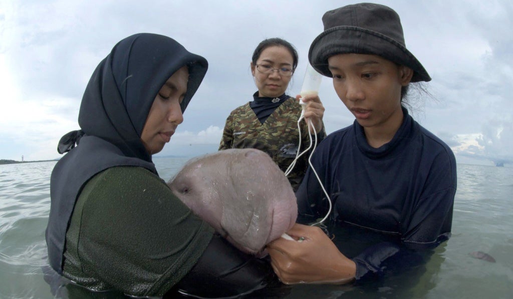 Mariam, Thailand's Beloved Baby Dugong Dies From Plastic In Her Stomach - WORLD OF BUZZ 2