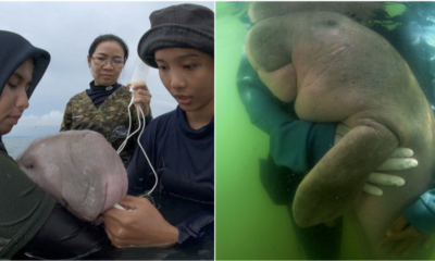 Mariam, Thailand'S Beloved Baby Dugong Dies From Plastic In Her Stomach - World Of Buzz 4