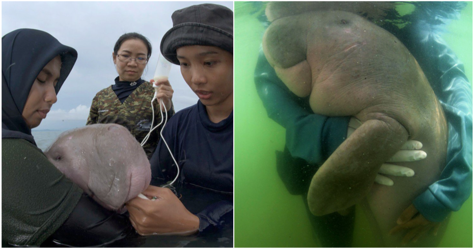 Mariam, Thailand's Beloved Baby Dugong Dies From Plastic In Her Stomach - WORLD OF BUZZ 4