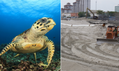 Melaka Hawksbill Turtles Might Be Extinct As Their Nesting Grounds Are Destroyed By Tourists And Development - World Of Buzz