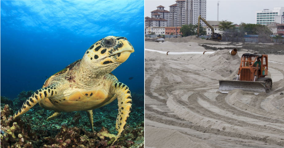 Melaka Hawksbill Turtles Might Be Extinct As Their Nesting Grounds Are Destroyed By Tourists And Development - World Of Buzz