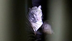 Melaka Zoo Has A White Tigress Named Elsa &Amp; We Can't Let It Go - World Of Buzz 1