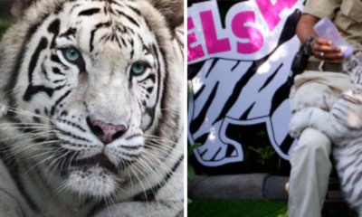 Melaka Zoo Has A White Tigress Named Elsa &Amp; We Can'T Let It Go - World Of Buzz 2