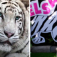 Melaka Zoo Has A White Tigress Named Elsa &Amp; We Can'T Let It Go - World Of Buzz 2