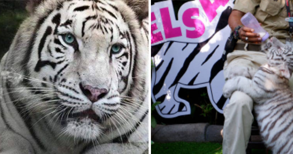Melaka Zoo Has A White Tigress Named Elsa &Amp; We Can'T Let It Go - World Of Buzz 2