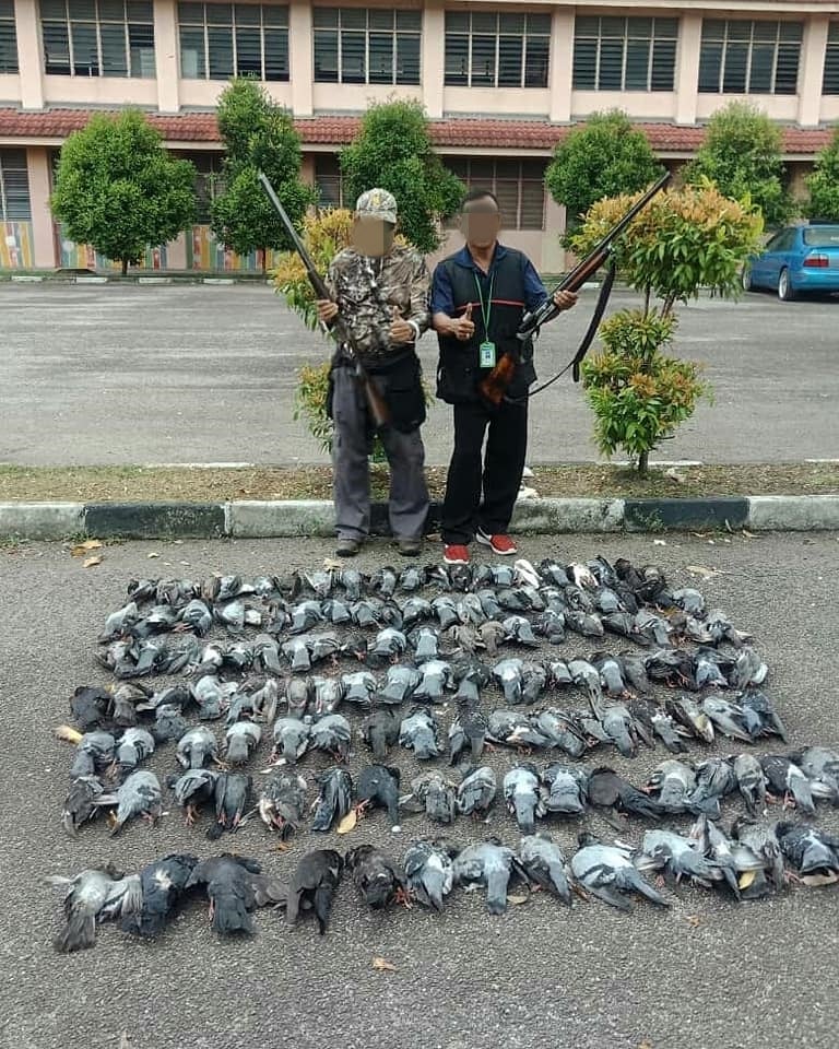 Netizens Question Why District Municipal Council Shoots Down Pigeons Instead Of Crows - World Of Buzz 1