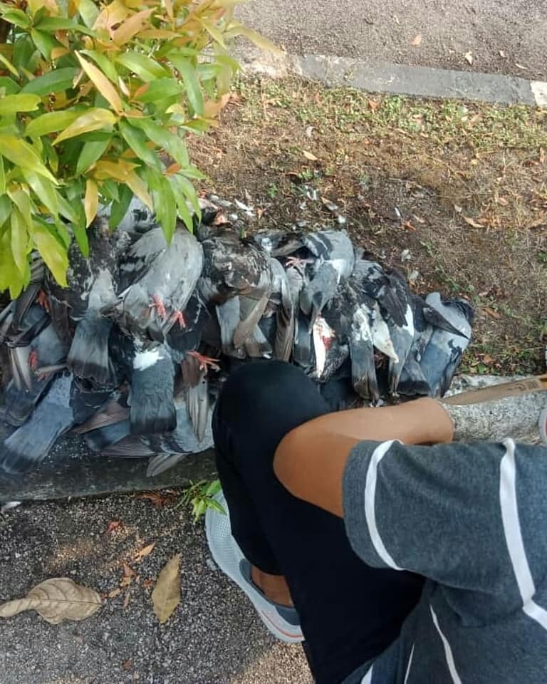 Netizens Question Why District Municipal Council Shoots Down Pigeons Instead Of Crows - World Of Buzz 2