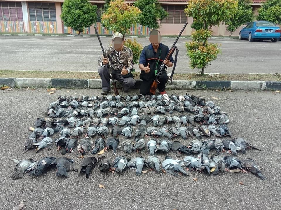 Netizens Question Why District Municipal Council Shoots Down Pigeons Instead Of Crows - World Of Buzz 4