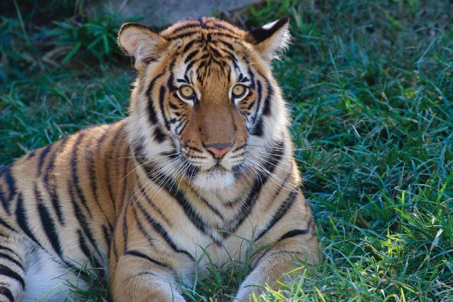 Only 23 Tigers Left In Two Forest Reserves In Perak Caused By Foreign Poachers - WORLD OF BUZZ 1