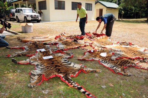 Only 23 Tigers Left In Two Forest Reserves In Perak Caused By Foreign Poachers - WORLD OF BUZZ 2
