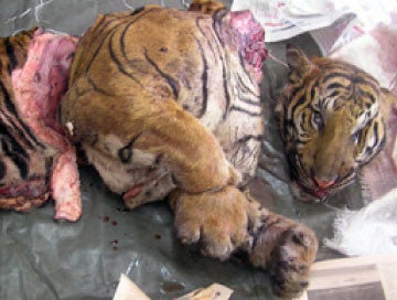 Only 23 Tigers Left In Two Forest Reserves In Perak Caused By Foreign Poachers - WORLD OF BUZZ 3