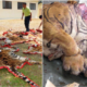 Only 23 Tigers Left In Two Forest Reserves In Perak Caused By Foreign Poachers - World Of Buzz 4