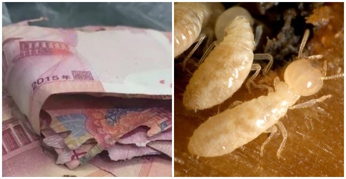 Grandma Shocked To Find Rm5,900 Savings Kept In Cabinet Was Destroyed By Termites - World Of Buzz